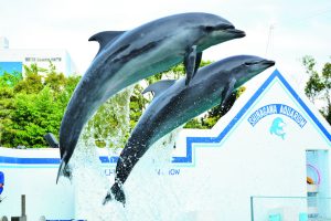 しながわ水族館-300x200 暑さを吹き飛ばす！東京周辺で楽しむ夏のアウトドアアクティビティ5選